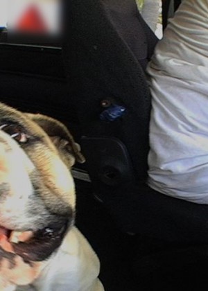 Bus porn gallery № 2344720